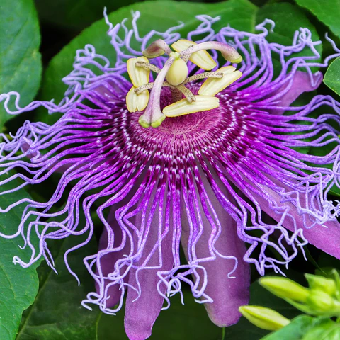 Passion Flower.webp